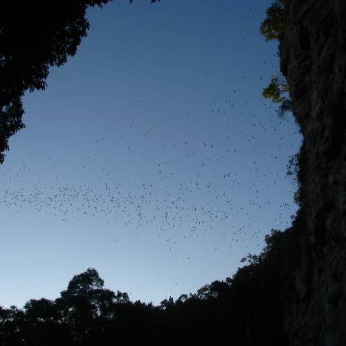 Biotopo Protegido Universitario “San Miguel La Palotada El Zotz”