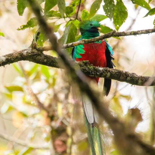 Biotopo Protegido Mario Dary Rivera